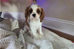 Santiago - Cavalier King Charles Spaniel for sale