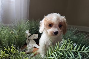 Naomi - Cavapoo for sale