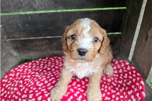 Nuroo - puppy for sale