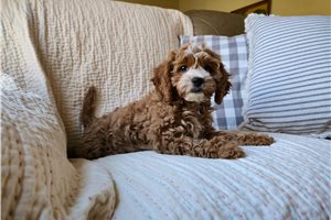 Joanna - Cavapoo for sale