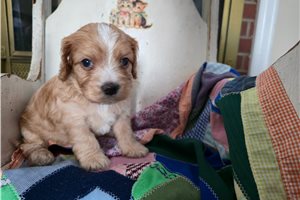Justin - puppy for sale