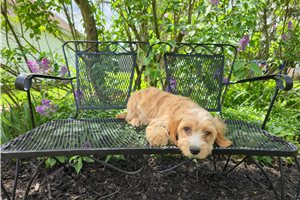 Justin - Cavapoo for sale