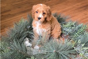 Nova - Cavapoo for sale