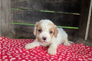 Naomi - puppy for sale