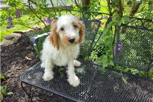 Luigi - Cavapoo for sale