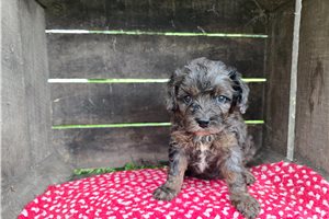Nala - Cavapoo for sale