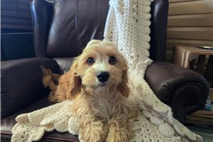 Justin - Cavapoo for sale