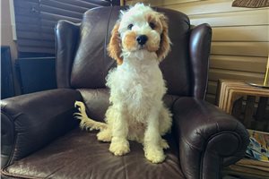 Luigi - Cavapoo for sale