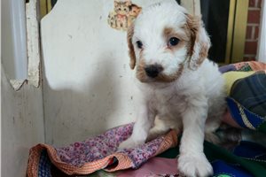 Jagger - Cavapoo for sale