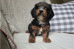 Julia - Cavapoo for sale
