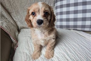 Justin - Cavapoo for sale