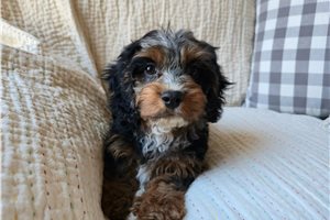 Julia - Cavapoo for sale