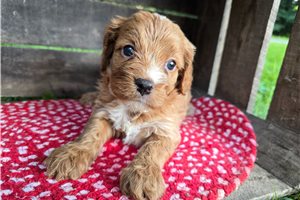 Nova - puppy for sale