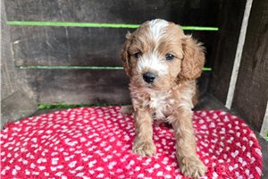 Natalie - puppy for sale