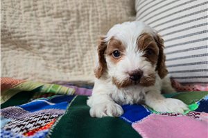 Journey - puppy for sale