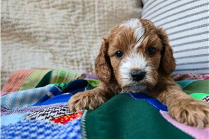 Joanna - Cavapoo for sale