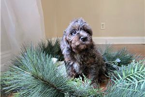 Nala - Cavapoo for sale