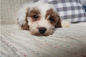 Journey - Cavapoo for sale