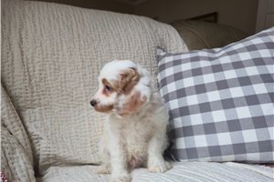 Jagger - Cavapoo for sale