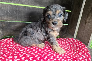Nicolas - Cavapoo for sale