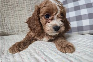 Joanna - Cavapoo for sale