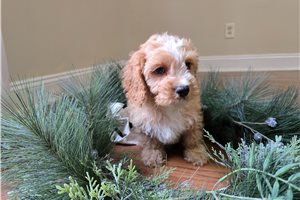 Nuroo - Cavapoo for sale