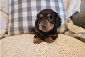 Layla - Dachshund, Mini for sale