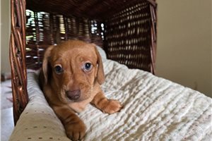 Nuroo - puppy for sale