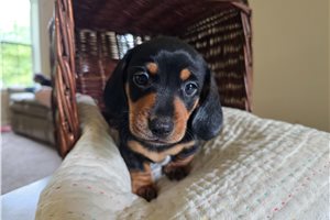 Nitro - Dachshund, Mini for sale