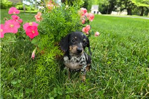 Manhattan - Dachshund, Mini for sale