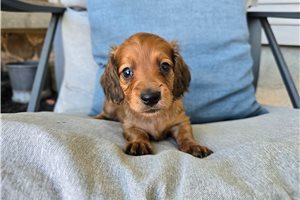 Marshall - puppy for sale