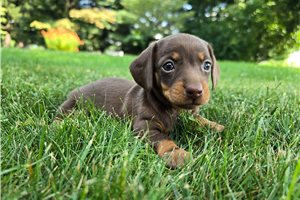 Momo - puppy for sale