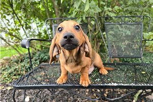 Coffee - Dachshund, Mini for sale