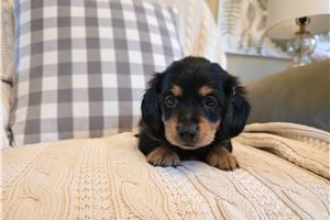 Leo - Dachshund, Mini for sale