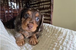 Newt - Dachshund, Mini for sale