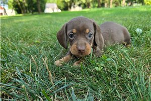 Mona - Dachshund, Mini for sale