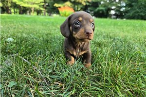 Montague - puppy for sale