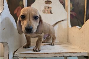 Kyle - Mini Dachshund for sale