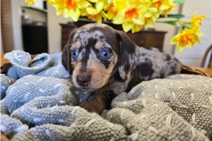 Woodstock - puppy for sale