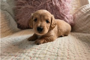 Helga - Dachshund, Mini for sale