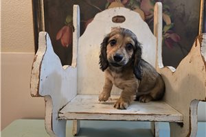 Kason - Dachshund, Mini for sale
