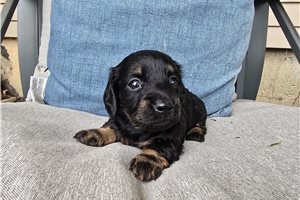 Mocha - puppy for sale