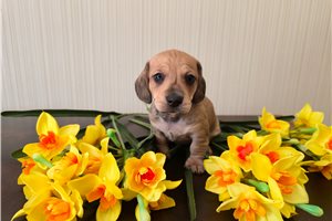 Kyle - puppy for sale