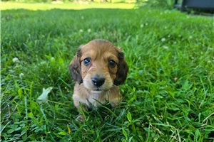 Maximus - Dachshund, Mini for sale