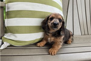 Espresso - Mini Dachshund for sale