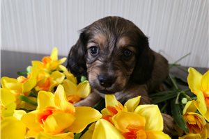 Kason - puppy for sale