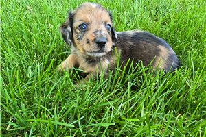 Espresso - puppy for sale