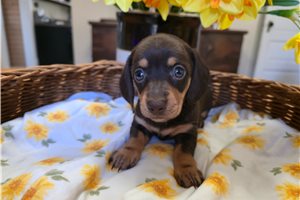 Lucy - puppy for sale