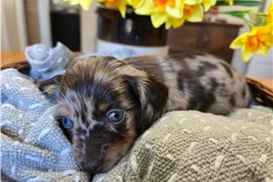 Charlie - Mini Dachshund for sale