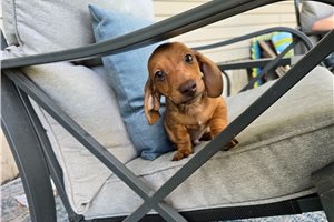 Cappuccino - Dachshund, Mini for sale